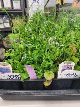 Potted green seedlings in a nursery tray with “-50%” sale tags