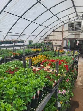 Greenhouse filled with colorful flowers and potted plants on tiered benches