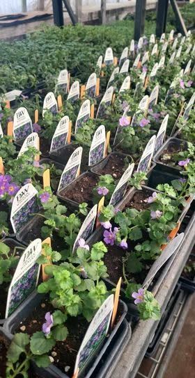 Rows of potted plants with white labels in a greenhouse or nursery setting