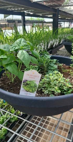 Potted herbs and leafy plants in a round planter on a greenhouse bench