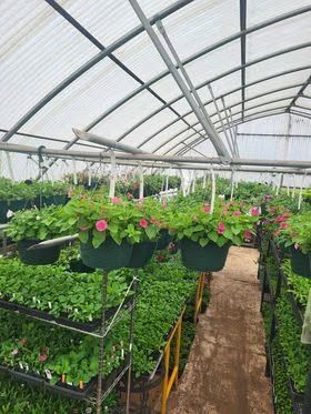 Greenhouse aisle with hanging flower baskets and rows of leafy plants under a curved roof