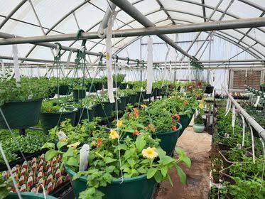 Greenhouse filled with potted flowering plants and seedlings along a central aisle