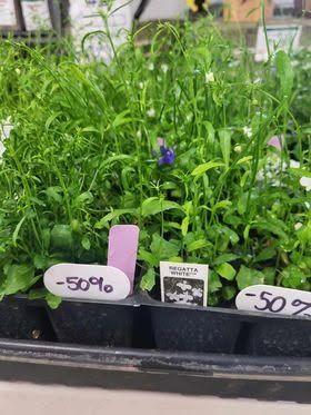 Potted green seedlings on a store shelf with 50% off sale tags