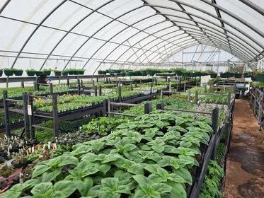 Greenhouse with rows of leafy young plants growing in raised beds under a curved plastic roof