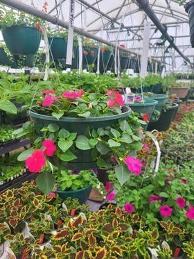 Hanging baskets of pink flowers and green foliage in a greenhouse nursery
