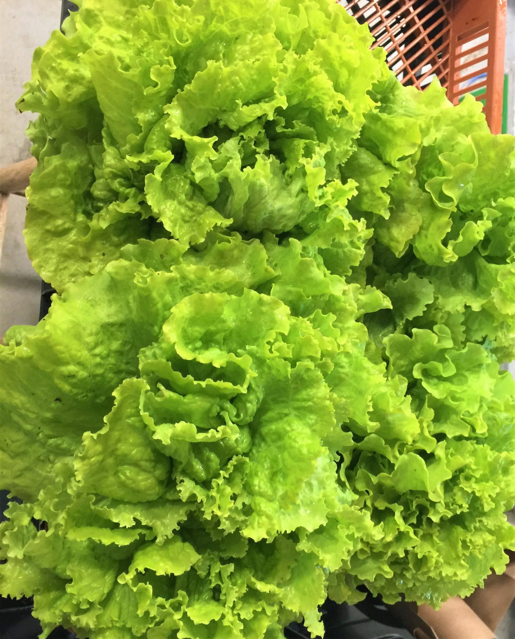 Bright green leafy lettuce in a close-up garden view