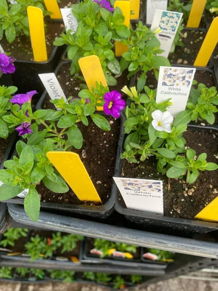 Potted flowering plants with yellow tags on a nursery rack