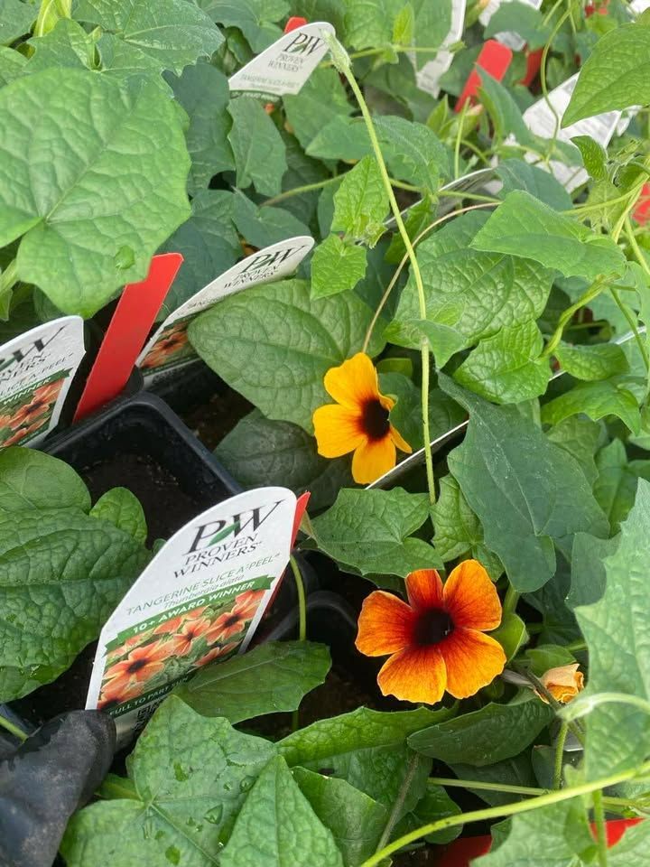 Orange and yellow flowers blooming among green leaves in a garden nursery display