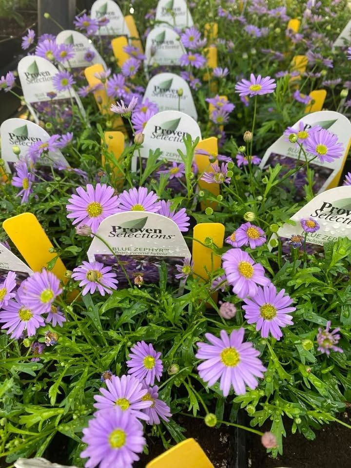Purple daisies in nursery pots with plant labels, arranged in a garden display