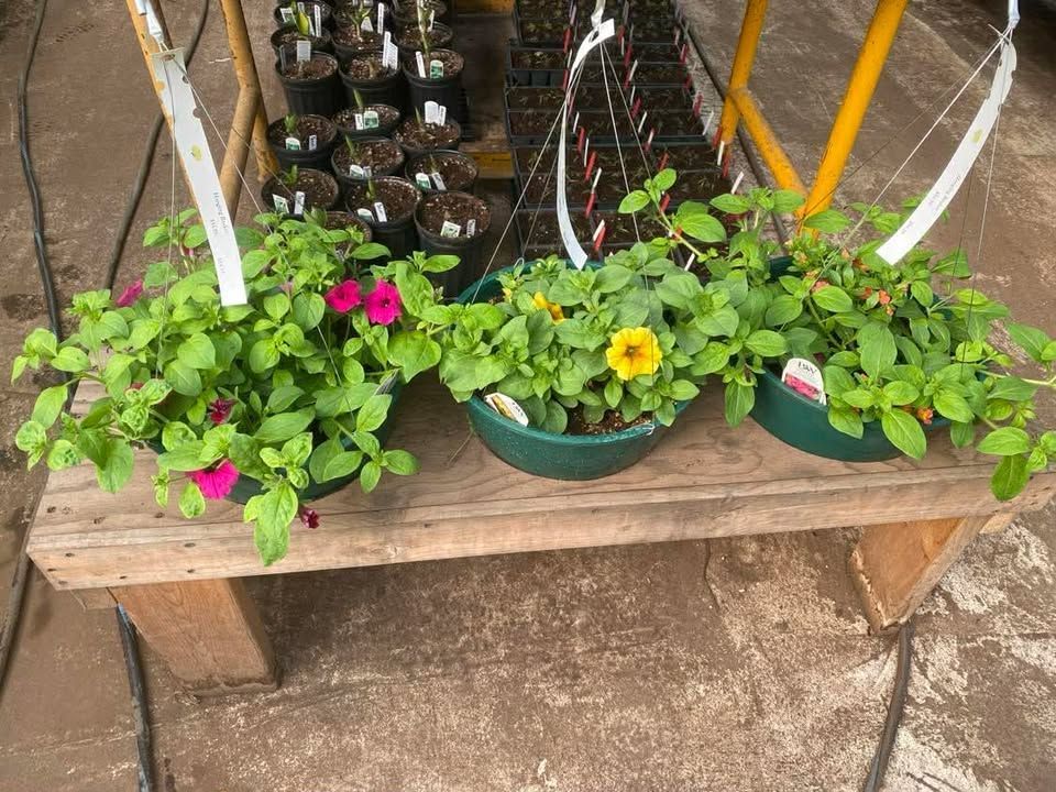 Two potted flowering plants on a wooden bench, with pink and yellow blossoms and glass bottles behind them.