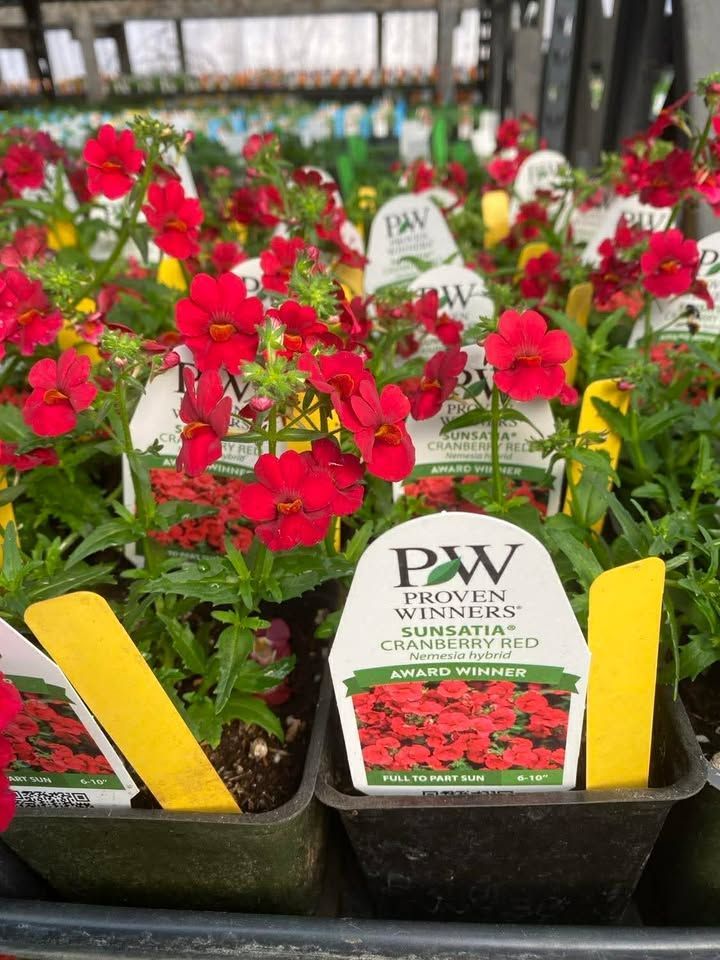 PW Proven Winners red flowering plants in nursery pots with yellow price tags