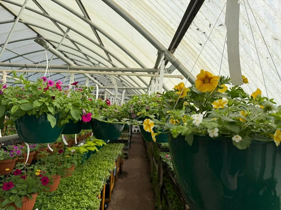 Greenhouse aisle lined with hanging and potted flowers, including pink and yellow blooms