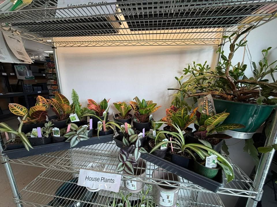 Potted houseplants on metal shelves in a greenhouse or garden center display