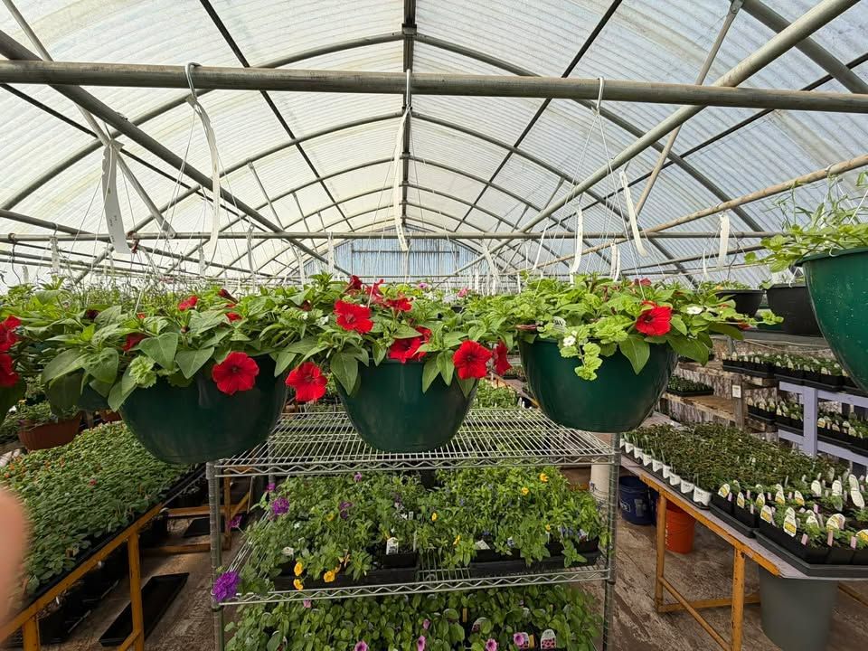 Greenhouse filled with hanging flower baskets and potted plants on metal shelves.