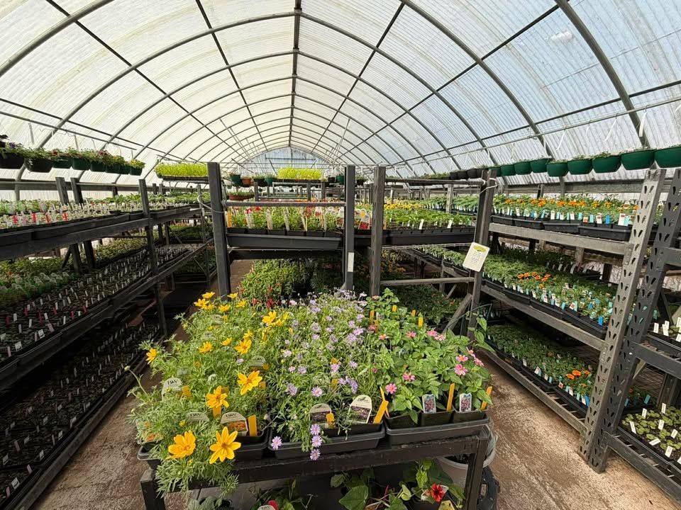 Greenhouse aisle with rows of potted flowers and plants on metal shelves under a curved roof