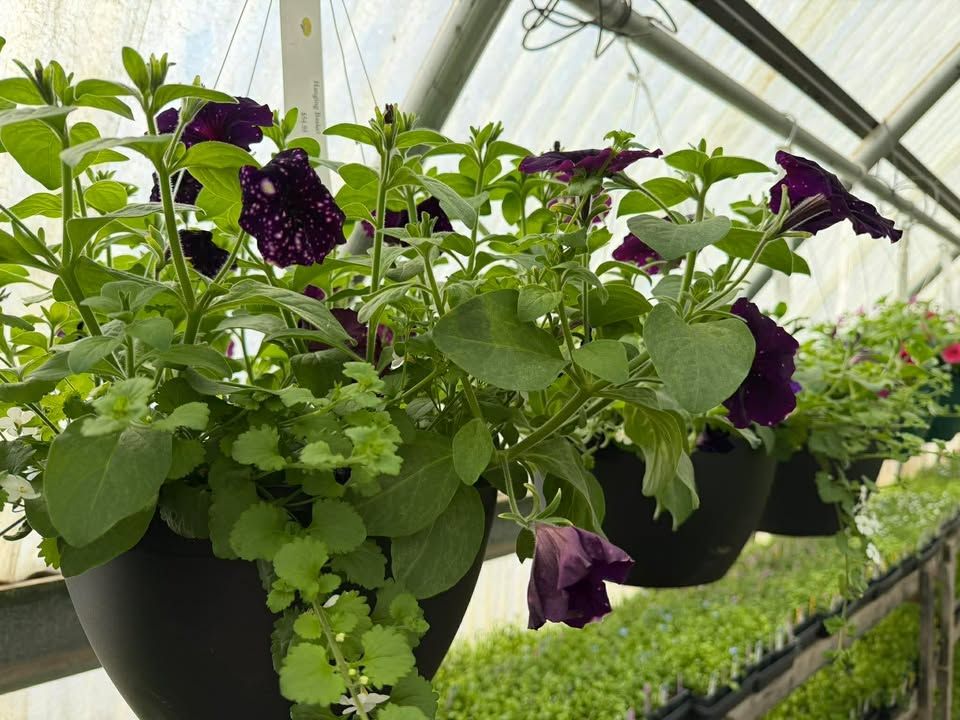 Hanging baskets of purple petunias in a greenhouse