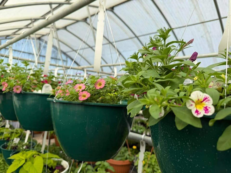 Rows of hanging green flower pots with pink and white blooms in a greenhouse
