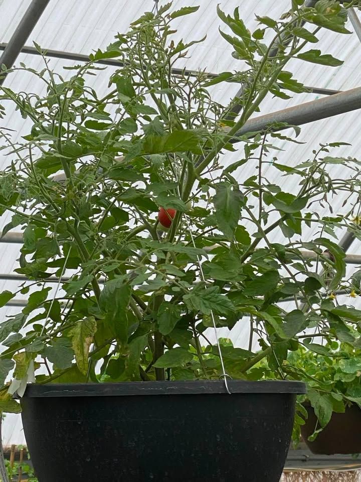 Potted tomato plant with green leaves and a few red fruits growing in a greenhouse