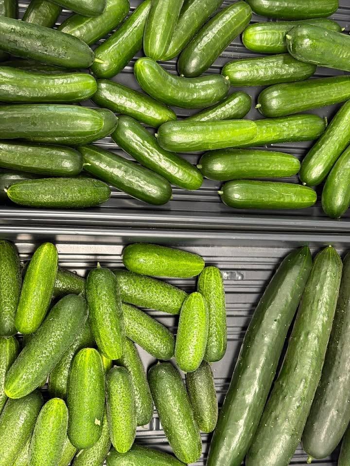 Green cucumbers stacked in rows at a produce display