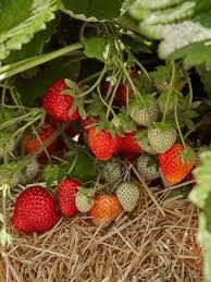 Strawberries ripening on the vine, with red and green berries among straw mulch