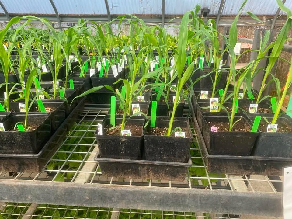 Rows of young green plants in black trays inside a greenhouse