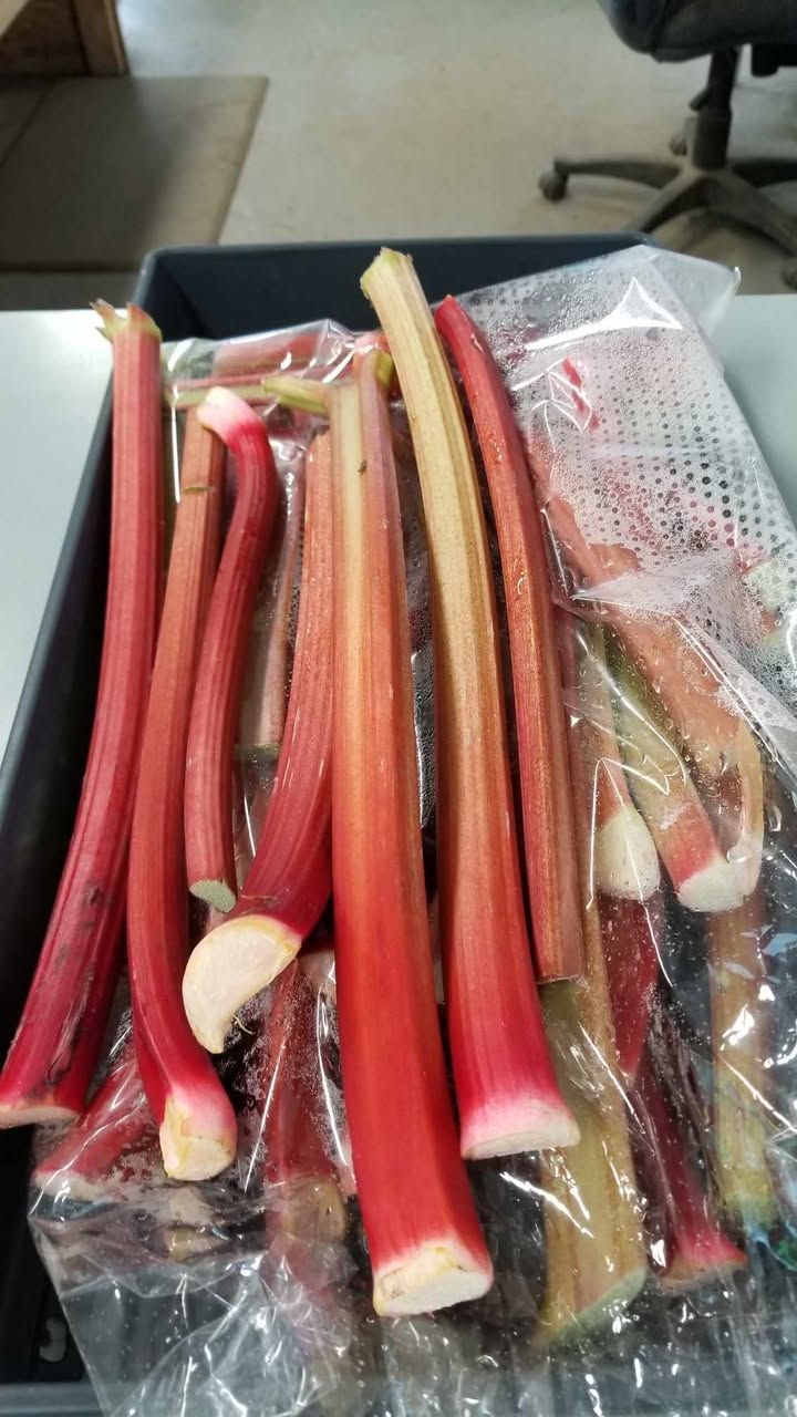 Bundle of red and green rhubarb stalks stacked in a plastic bag on a table
