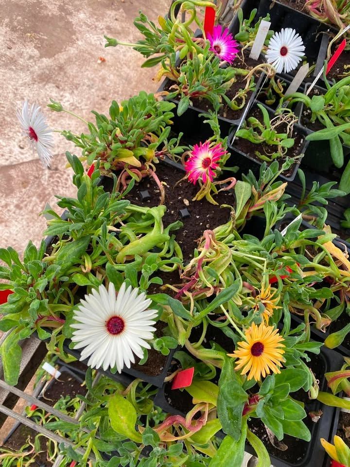 Potted flowering succulents with white, pink, and yellow blooms on a stone surface