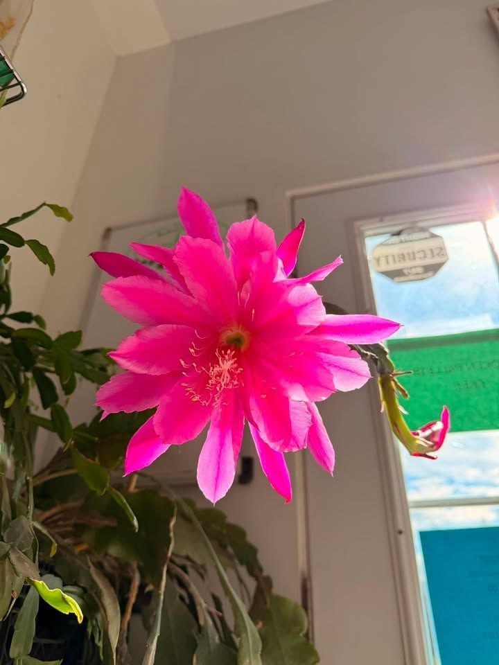Bright pink flower blooming indoors beside a sunlit window