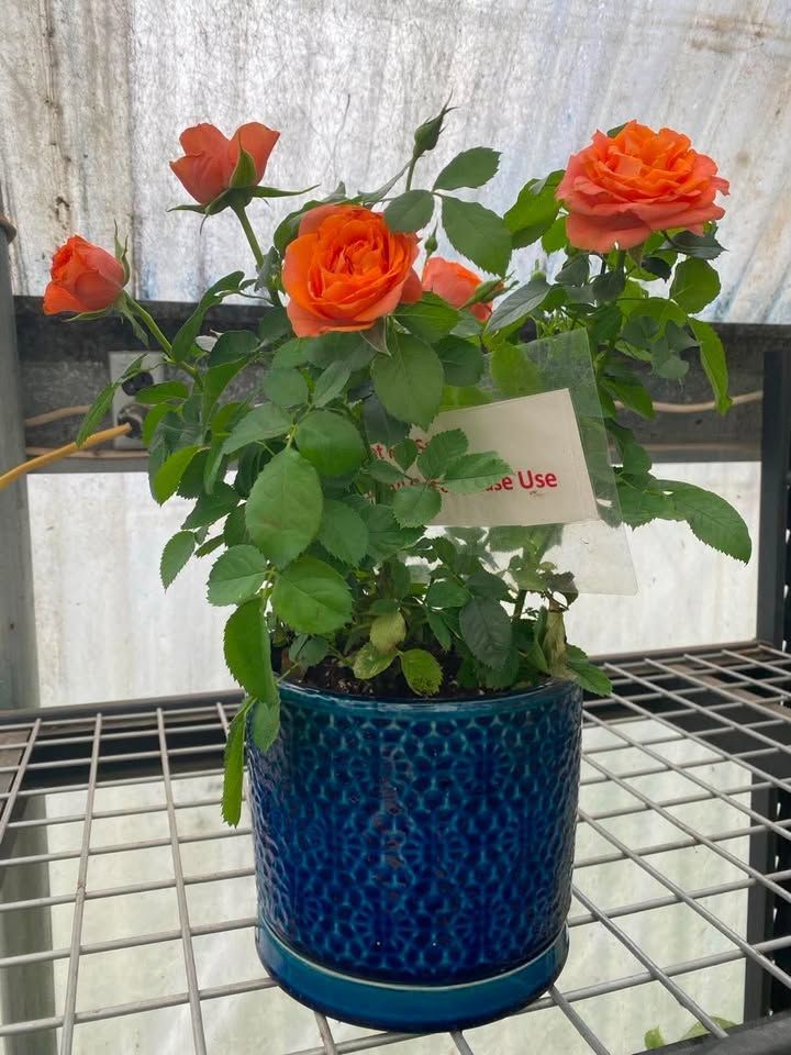 Orange roses in a blue pot on a metal table, with green leaves and a white card behind them.