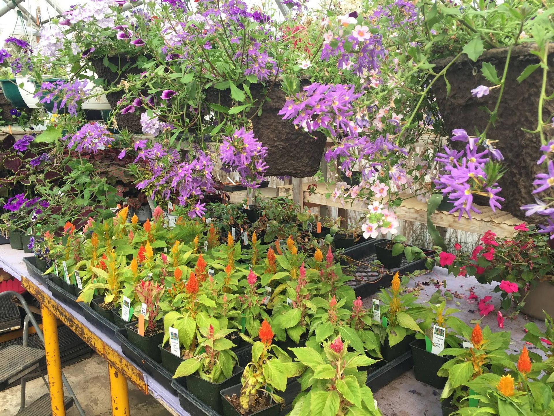 Flowers & Plants