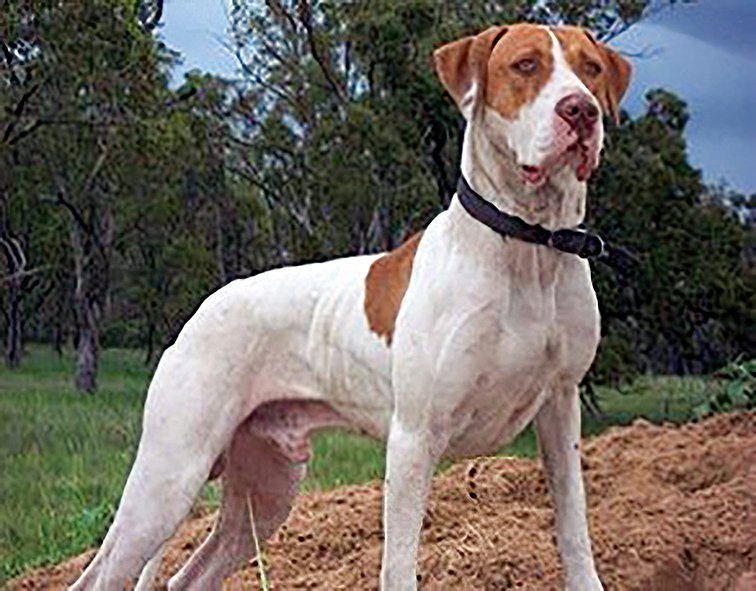 Great Dane American Staffy X Bull Arab Bull Arab X Bull Terrier