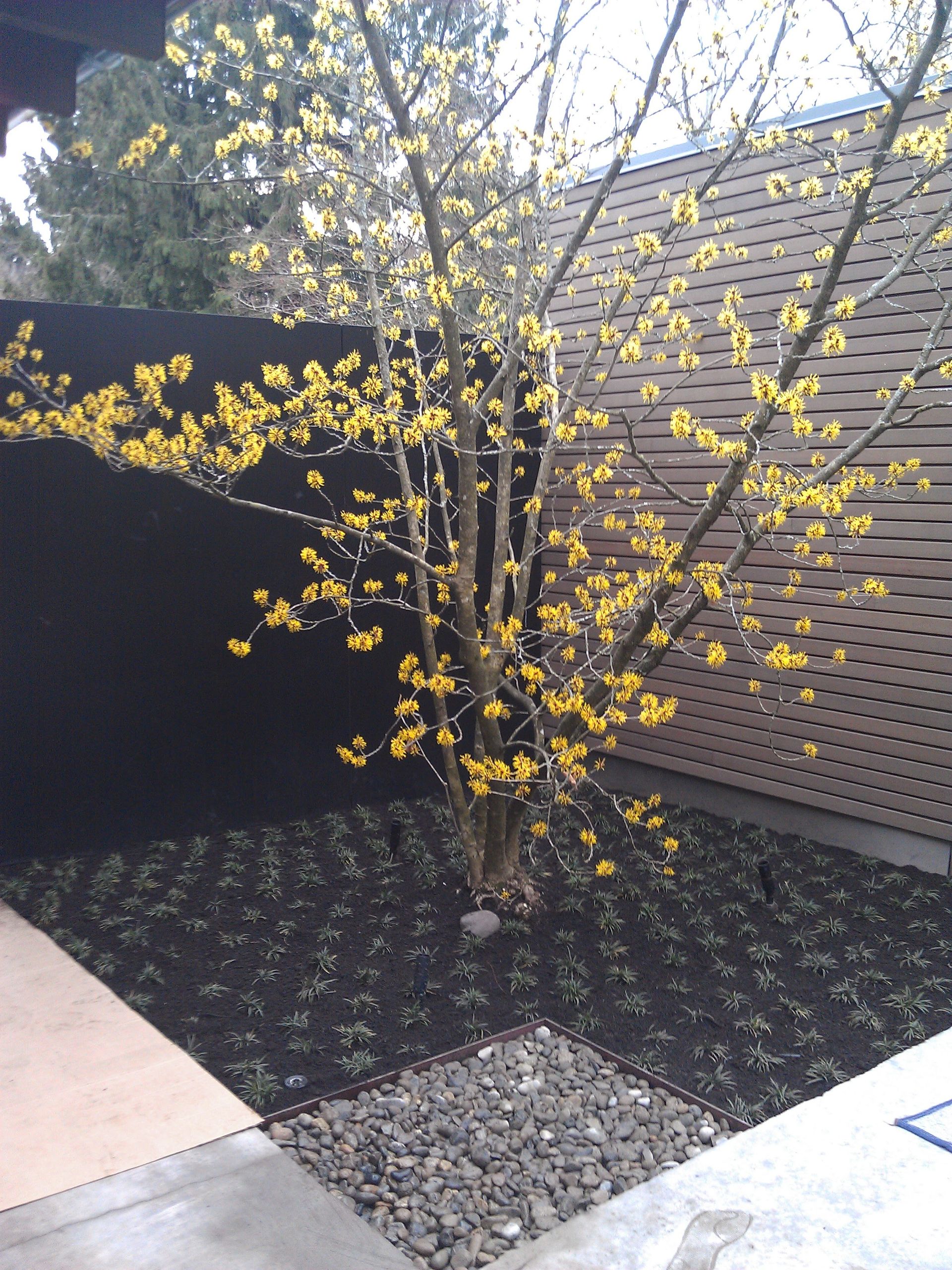 A tree with yellow flowers in front of a black fence