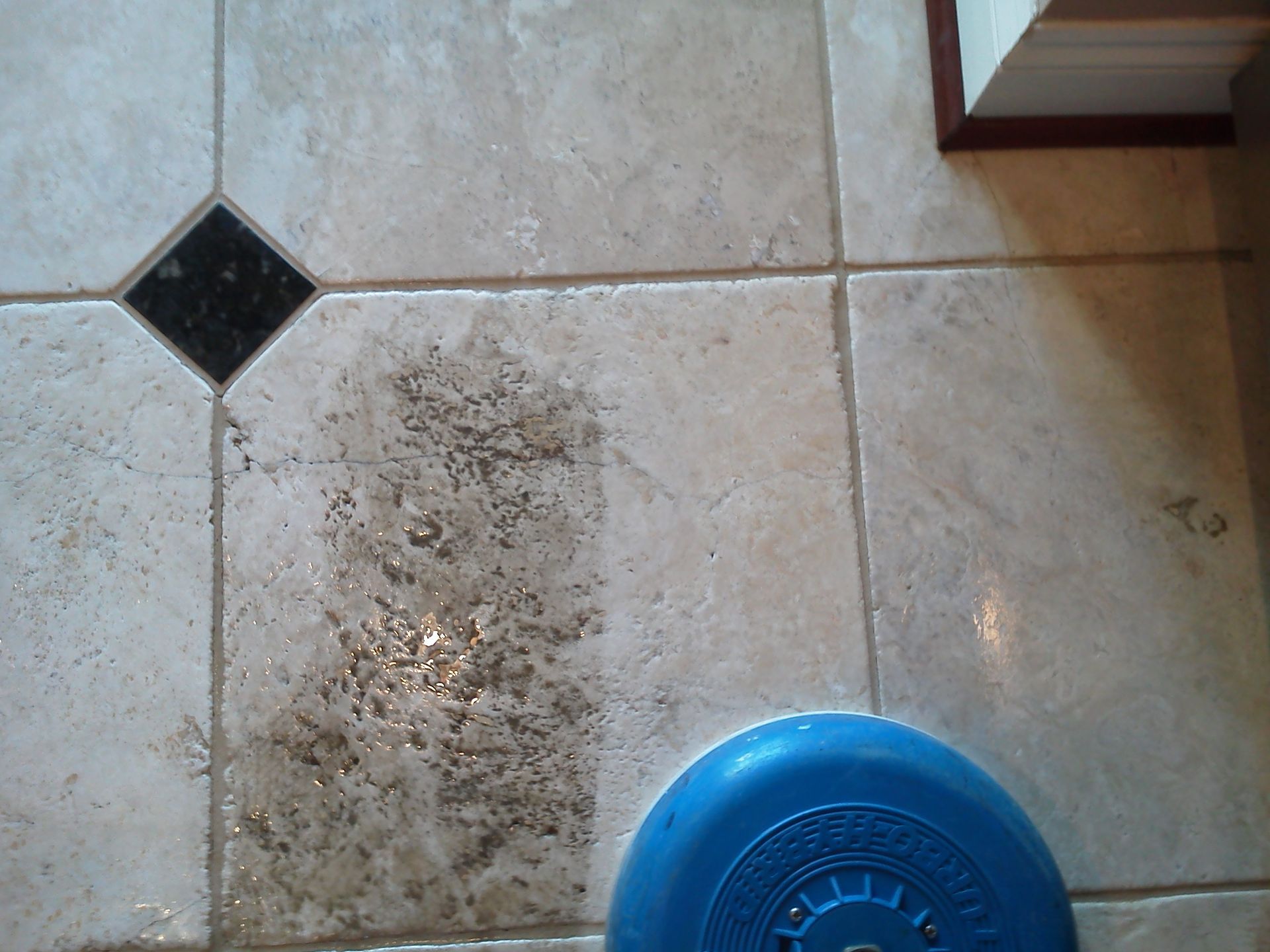A blue frisbee is sitting on a tiled floor
