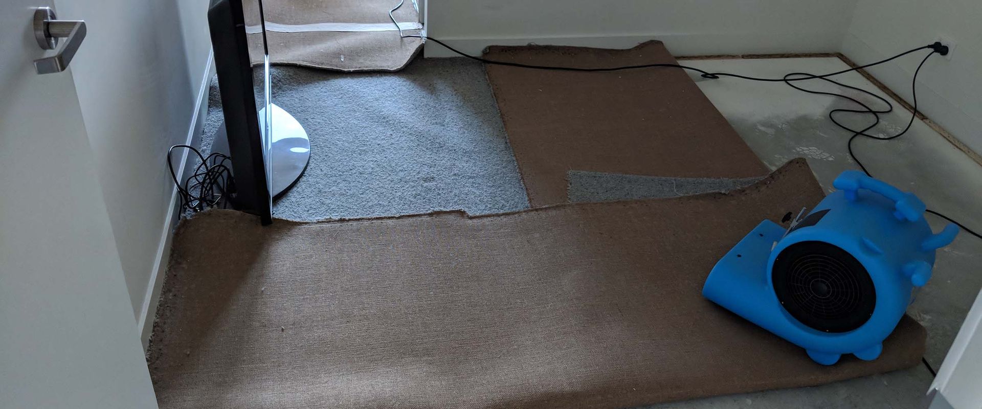 A room with a carpet and a blue fan on the floor.