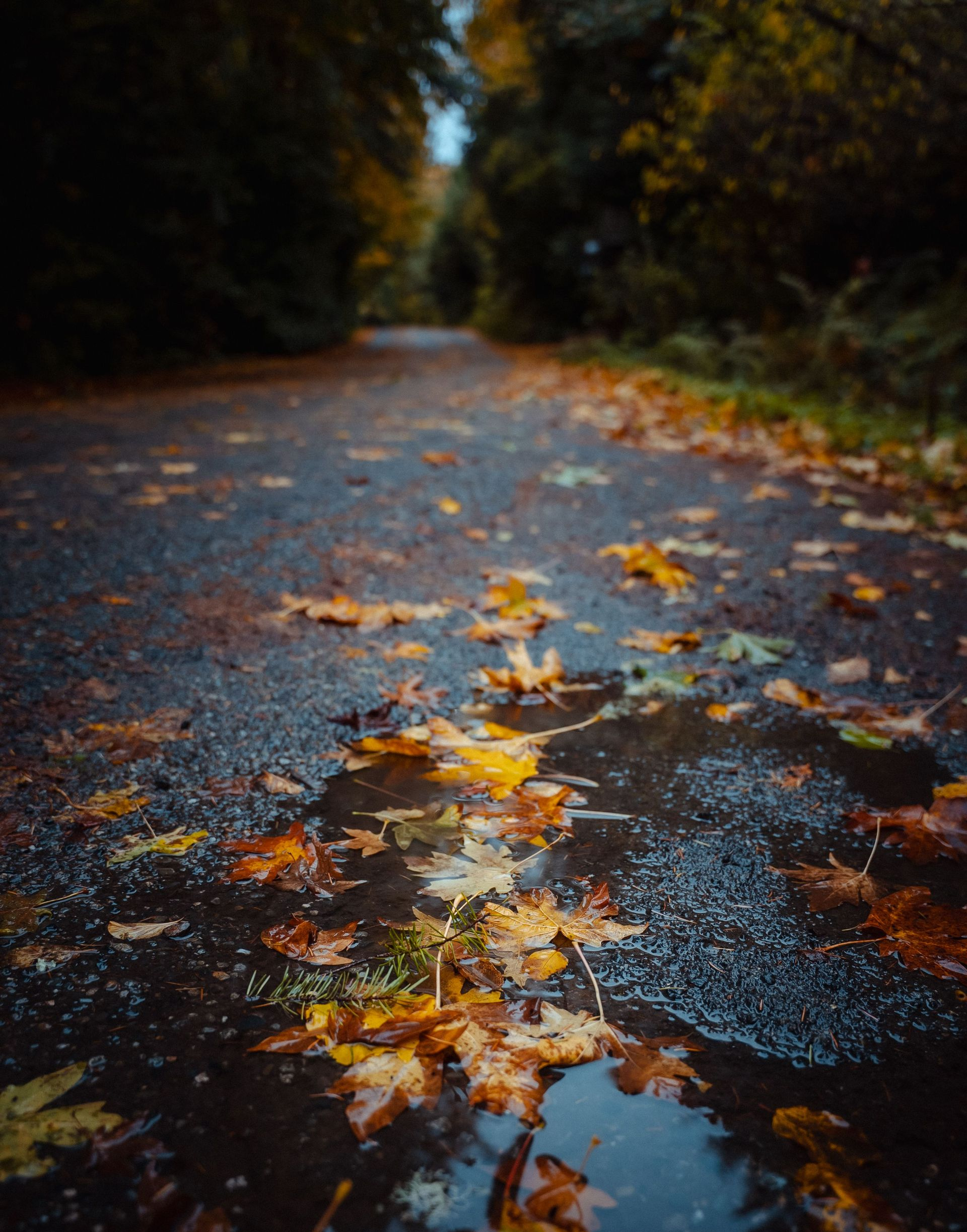 Rainy forest path covered with wet autumn leaves and puddles