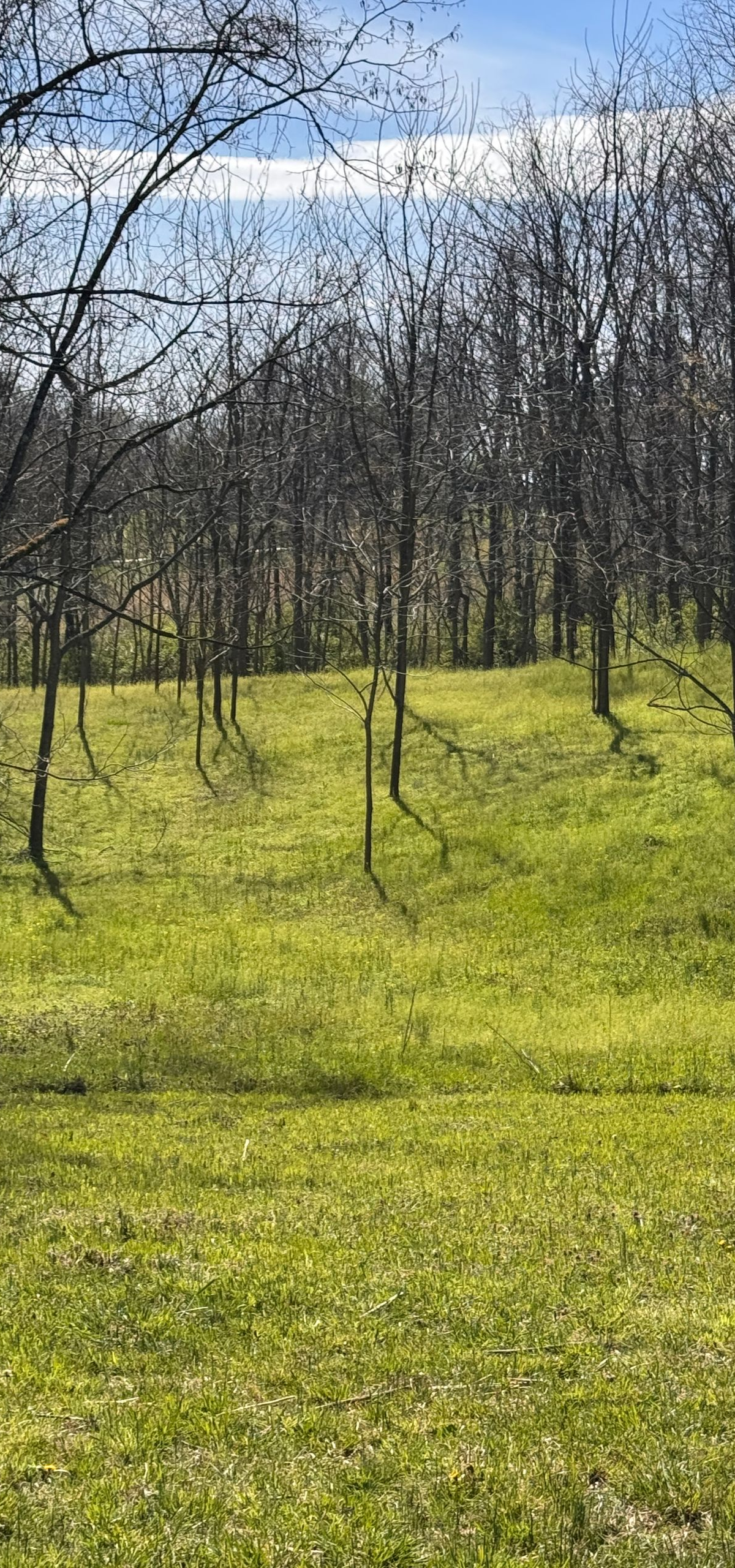 Sunny green meadow with leafless trees and a blue sky in the background