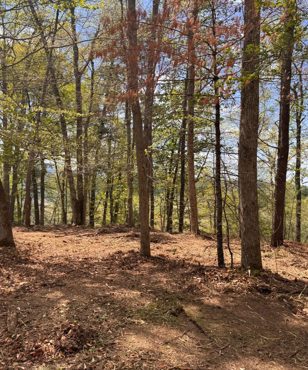 Sunlit forest clearing with tall trees and a ground покрыf?