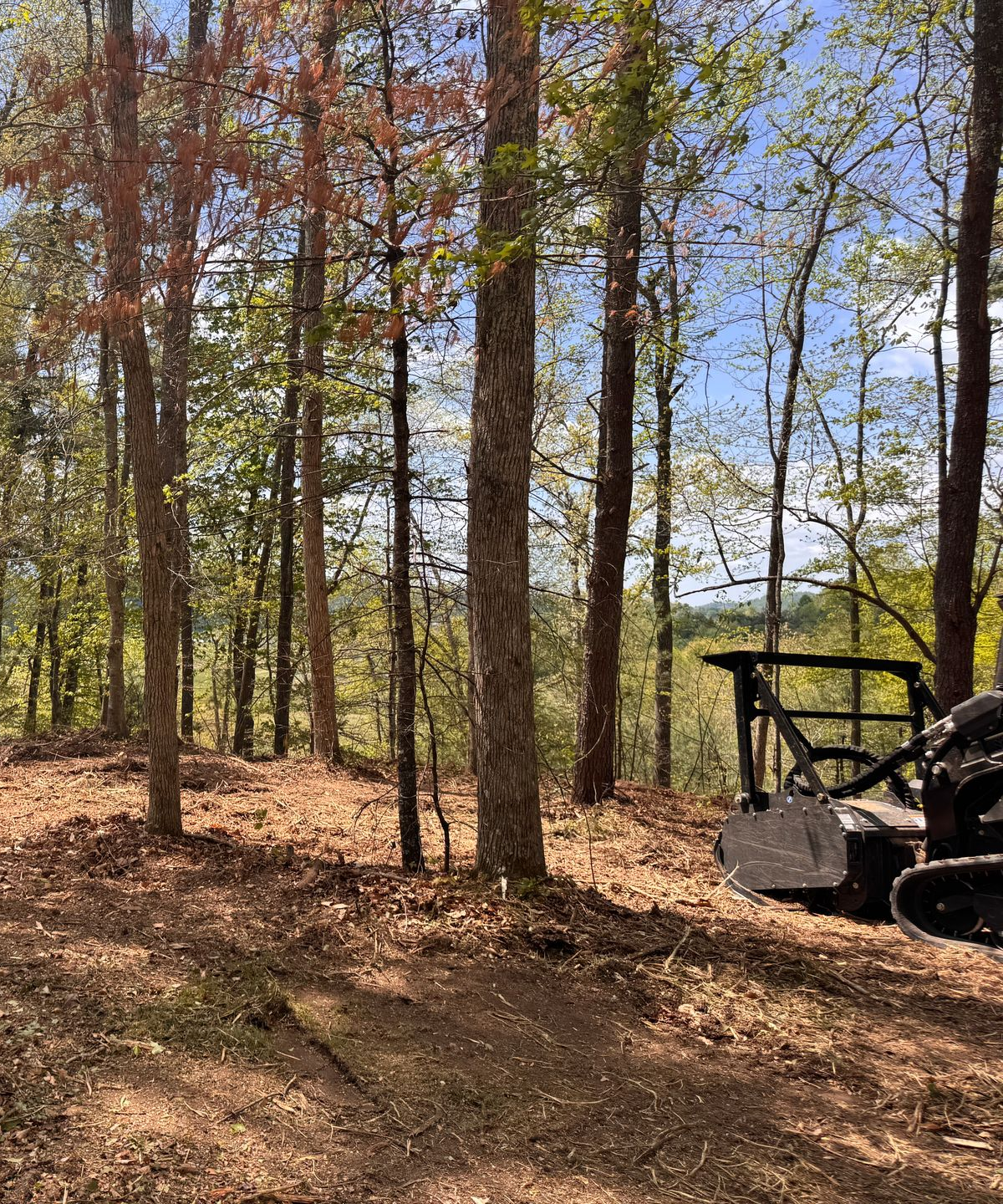 Wooded trail with tall trees and a black off-road vehicle at the right edge.