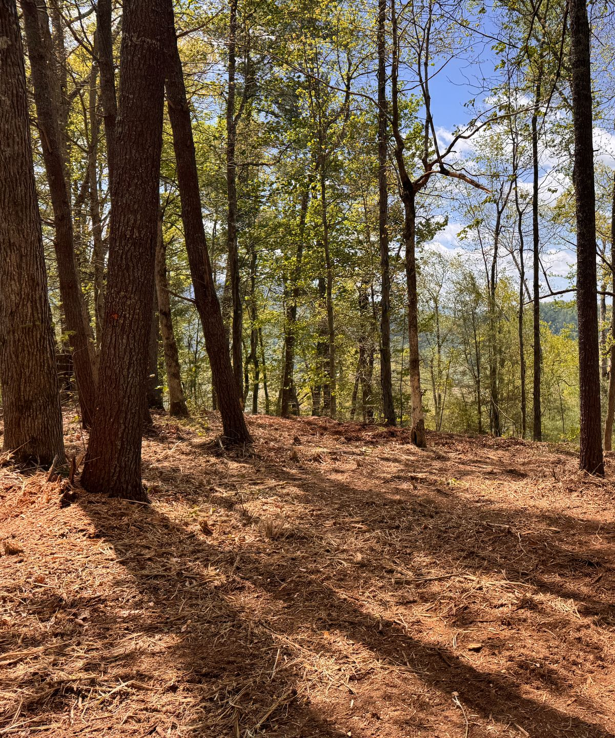 Sunlit forest with tall trees and long shadows on a leaf-covered ground