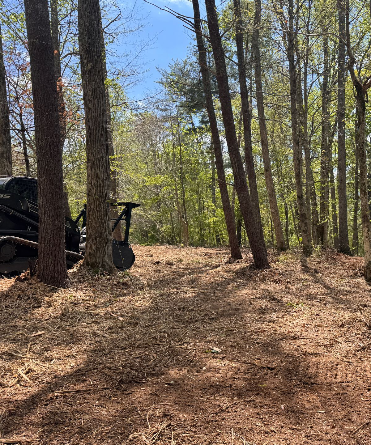 Wooded trail with a dirt path, tall trees, and a black motorcycle partly visible on the left.