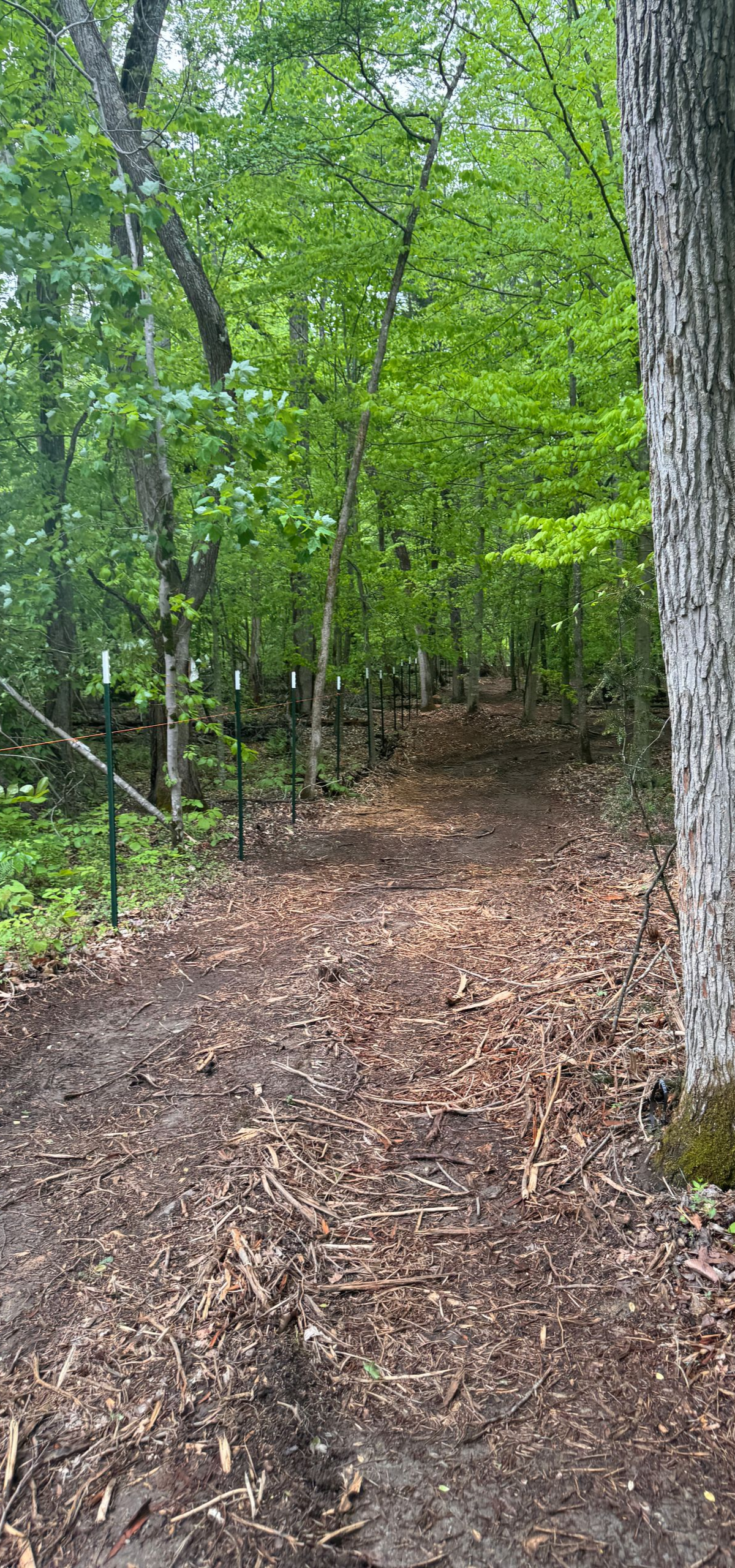 Wooded trail with dirt path, fallen leaves, and dense green trees in a forest.
