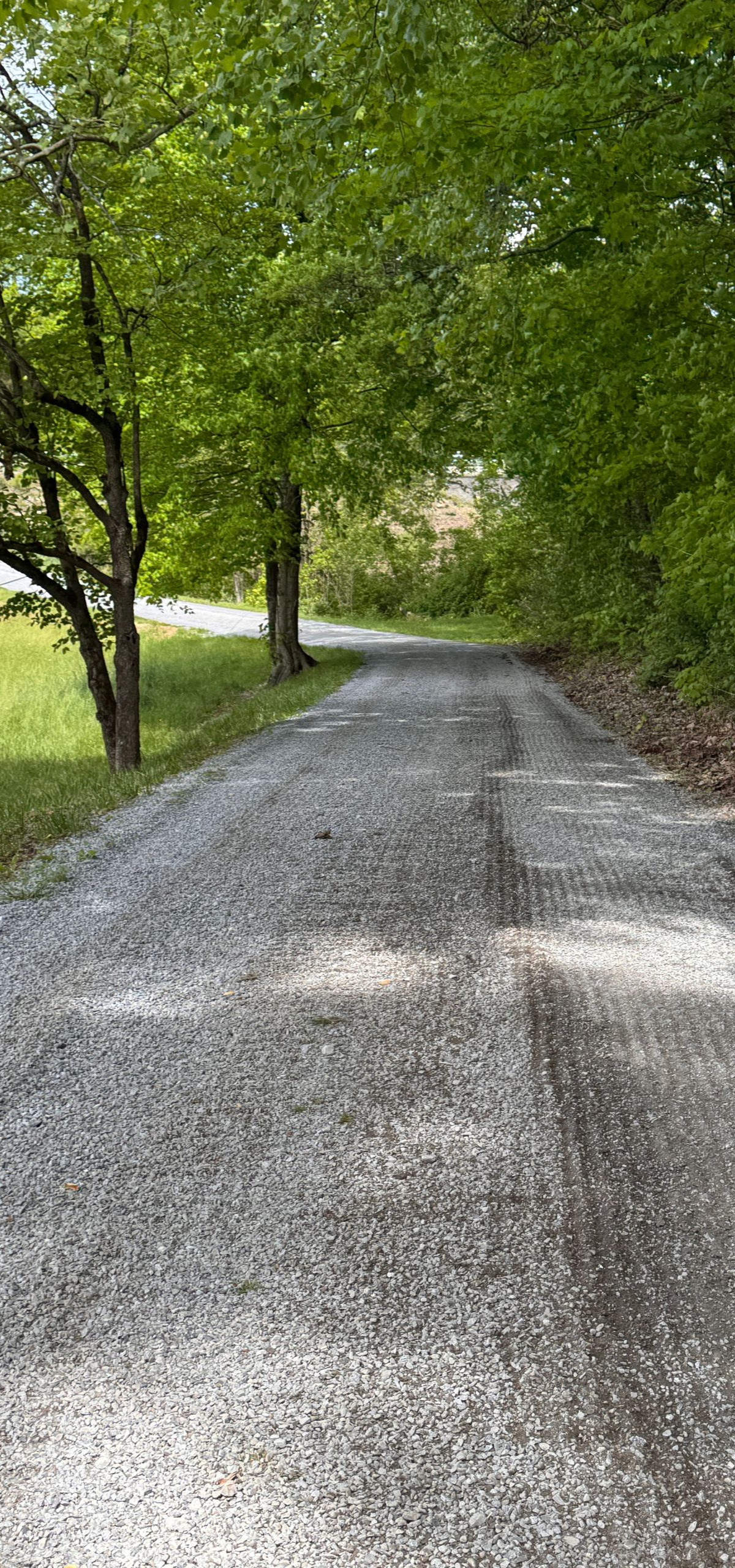 Gravel path through green trees and bushes on a quiet wooded trail