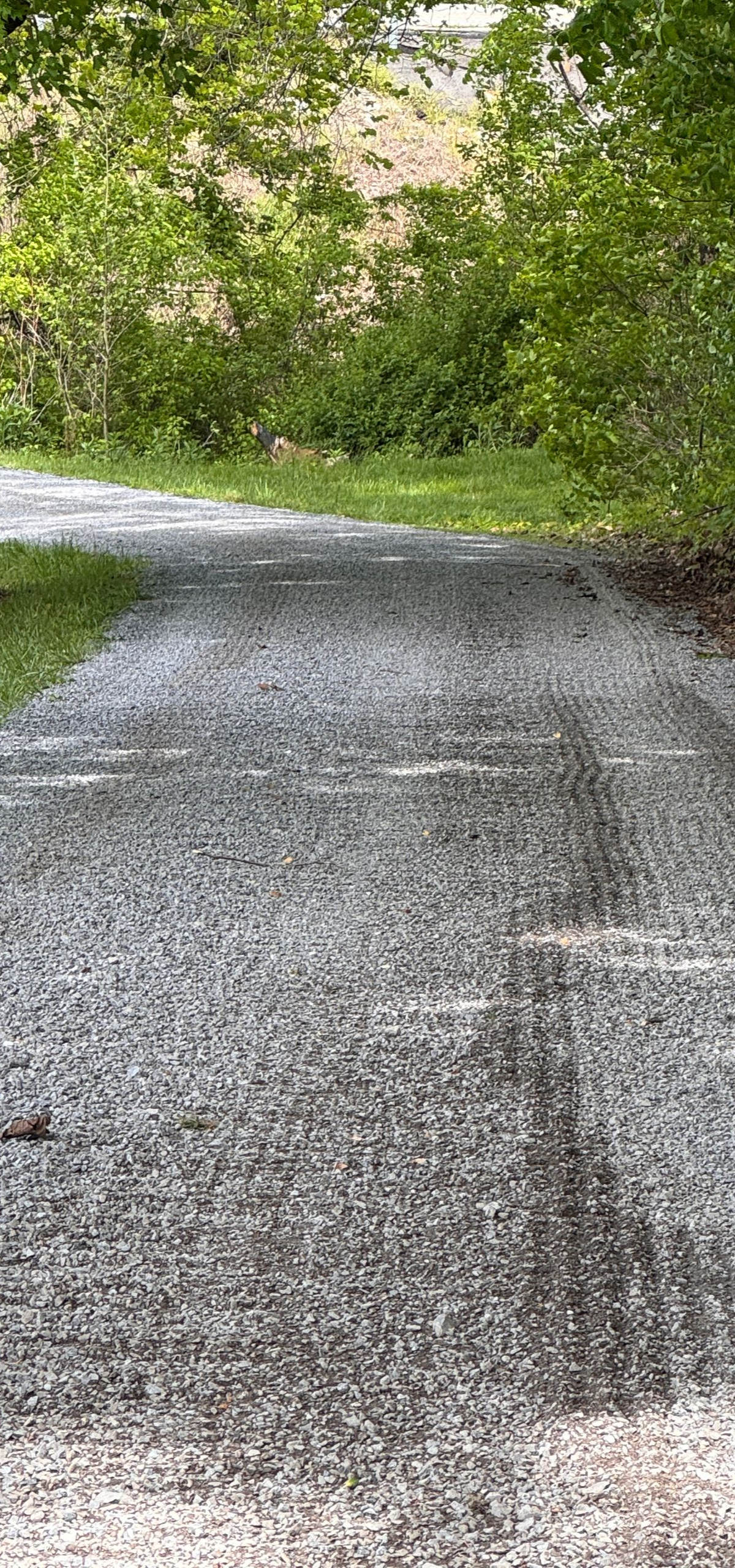 Gravel path curving through dense green trees and bushes