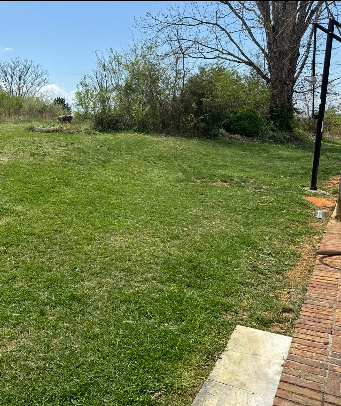 Grassy backyard beside a brick patio and trees on a sunny day