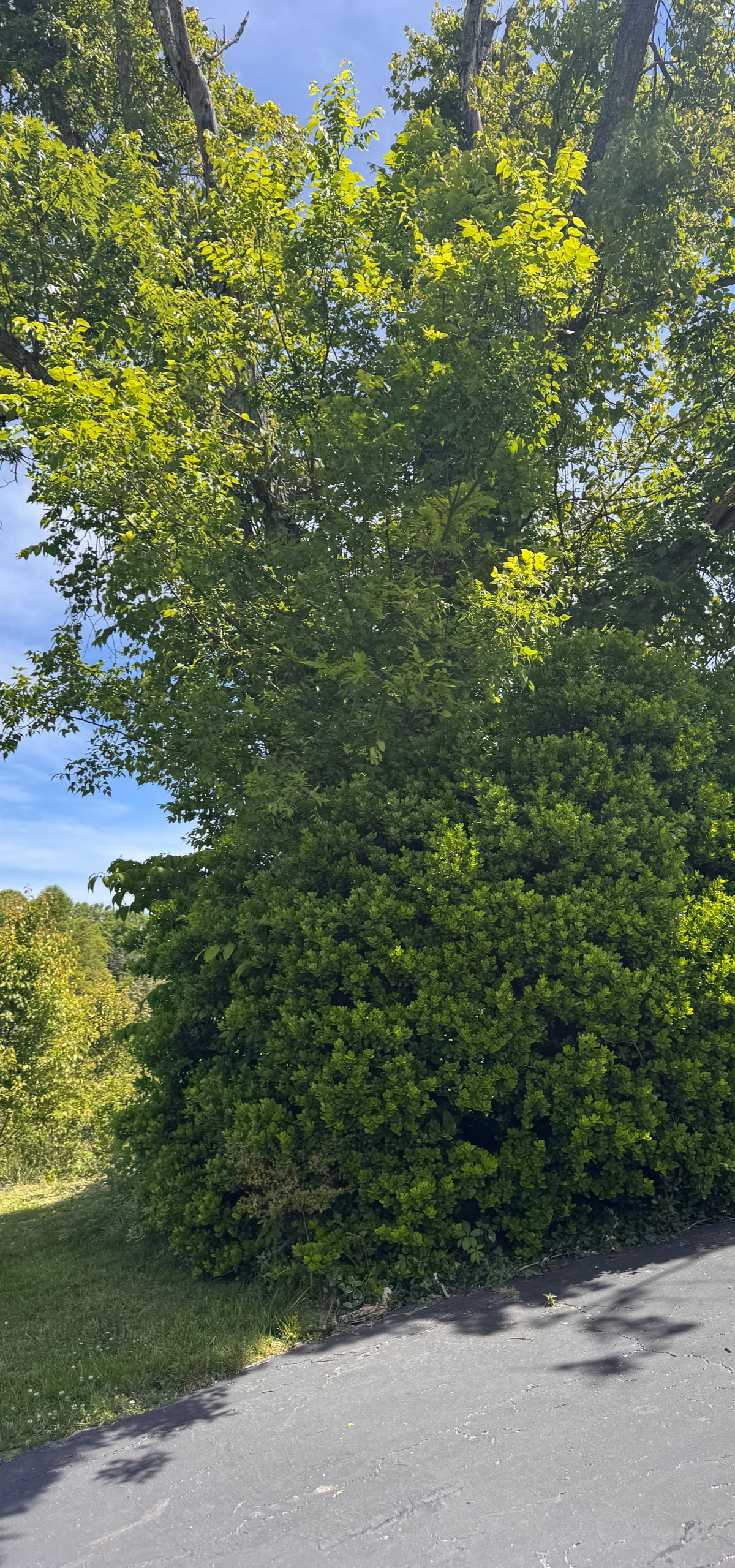 Tall green tree beside a roadside, with sunlight and blue sky behind it