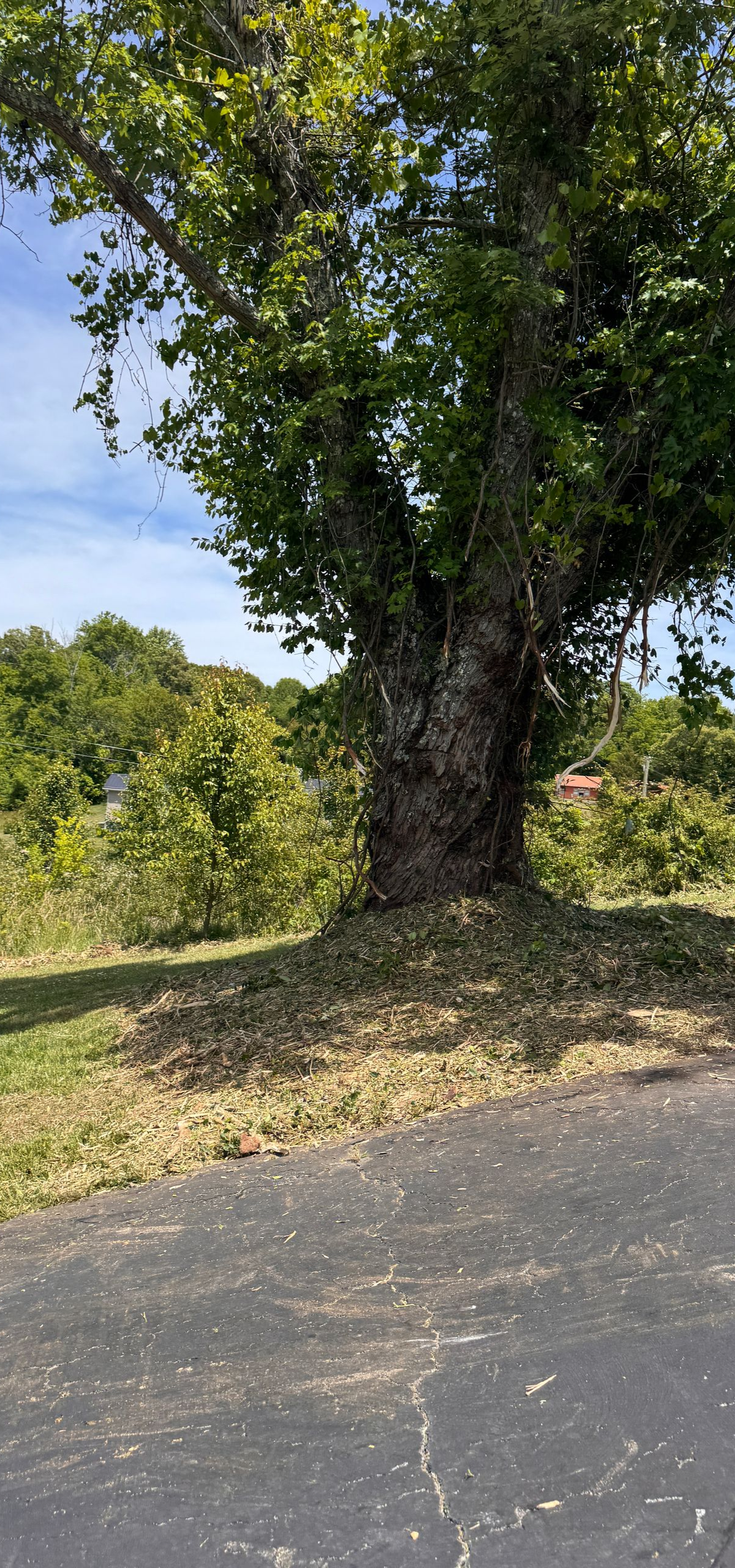 Tall tree by a roadside with dense green foliage and dry grass under bright daylight