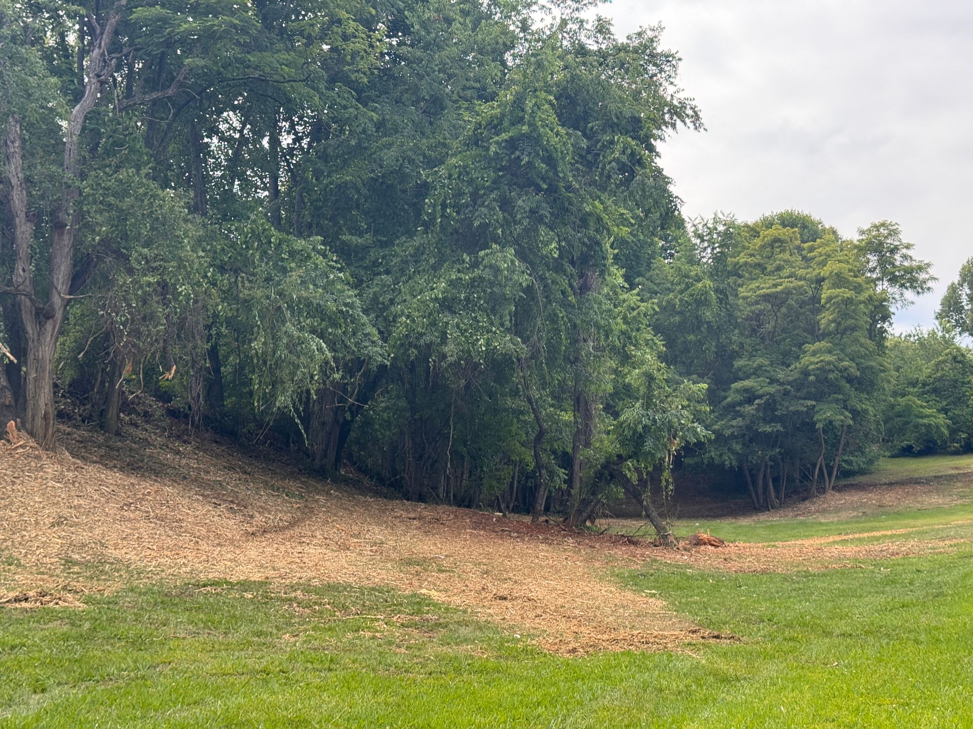 Grassy clearing beside dense green trees under a cloudy sky