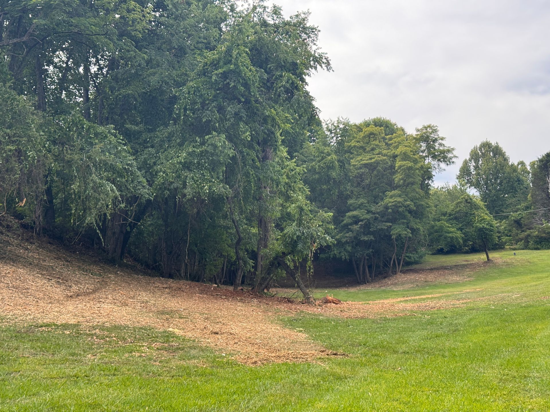 Grassy clearing beside dense green trees under a cloudy sky