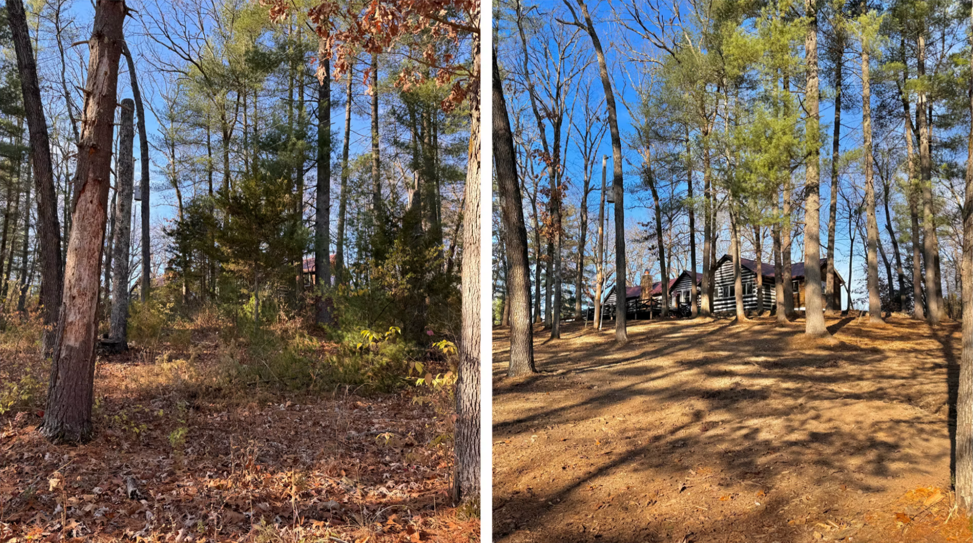 Split-view of a wooded lot in fall, showing leaf-covered ground and a cleared, sunlit hillside with a house in the distance