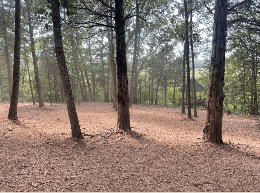 Pine forest clearing with tall trees and a carpet of dry brown needles